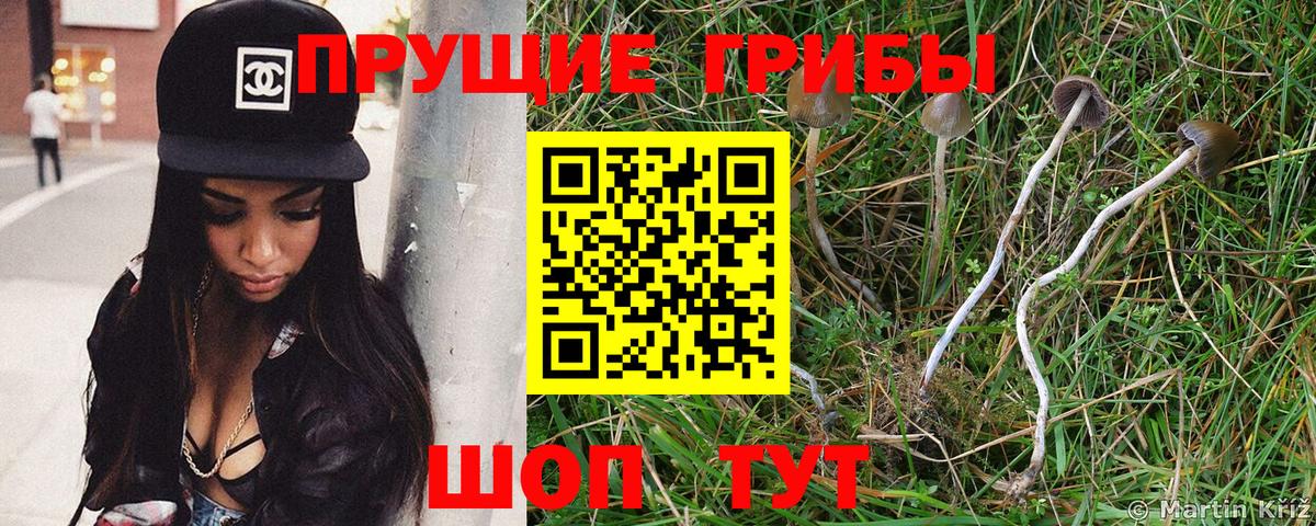 Галлюциногенные грибы GOLDEN TEACHER  как найти   Златоуст  Вход с VPN  Псилоцибиновые грибы MAGIC MUSHROOMS 